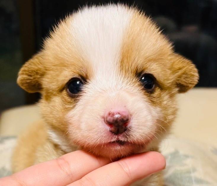 ❮コーギー❯ID426609<br>価格 30万円（税込）  女の子