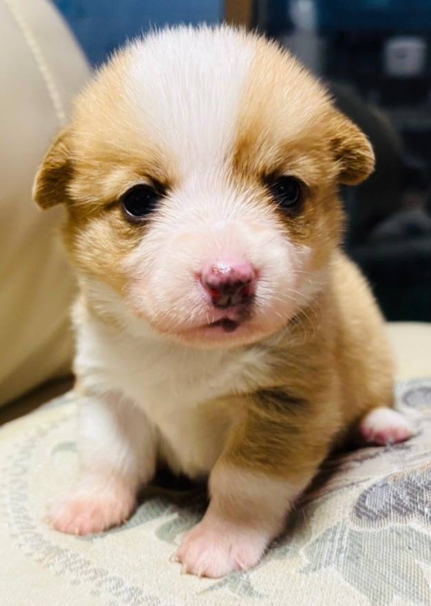 ❮コーギー❯ID426609<br>価格 30万円（税込）  女の子