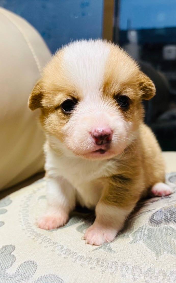 ❮コーギー❯ID426609<br>価格 30万円（税込）  女の子