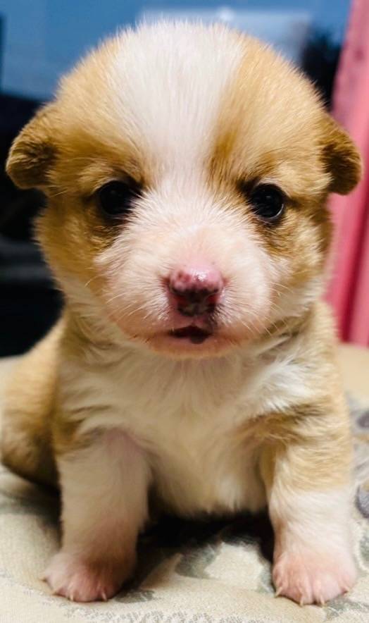 ❮コーギー❯ID426609<br>価格 30万円（税込）  女の子