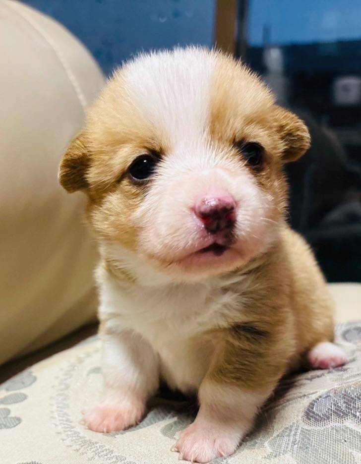 ❮コーギー❯ID426609<br>価格 30万円（税込）  女の子